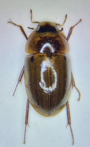 Réf. 294 987 : Enochrus testaceus